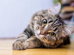 La vie secrète des chats - S1E4 - Dans la peau du chat