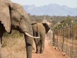 replay Cruaute Animale