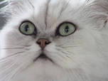 La vie secrète des chats - S1E3 - La langue du chat
