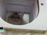 La vie secrète des chats - Astuce : comment inciter les chats à utiliser leur chatière