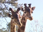 replay Une saison au zoo